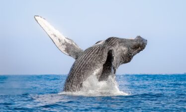 Whale Watching